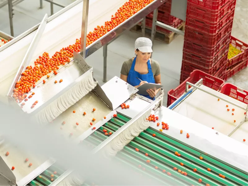 Food inspection with rubberen apron on tomatoes
